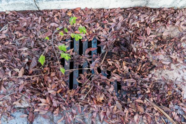 Cost of Yard Drain Unclogging in Woodinville